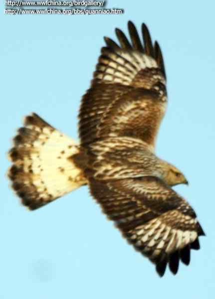 云南猛禽的识别第二编——鵟