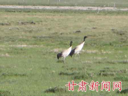 尕海-国家一级保护动物黑颈鹤创历史之最