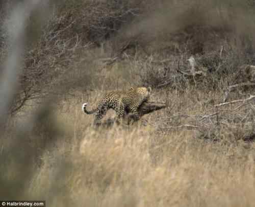 摄影师拍到非洲猎豹猎杀鳄鱼瞬间 摄影师拍到非洲猎豹猎杀鳄鱼瞬间