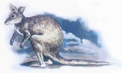 19、20世纪灭绝的动物