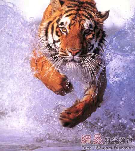 虎和狮子到底谁是万兽之王？