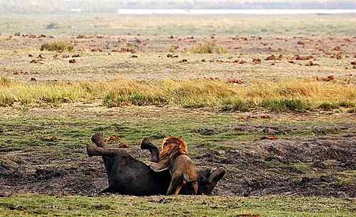 狮子与大象的对决