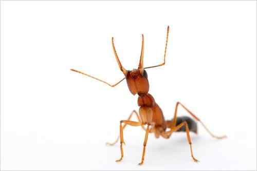 美刊精彩图片揭秘奇妙蚂蚁王国