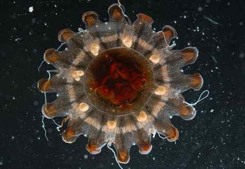 西里伯斯海发现大量奇特海洋生物