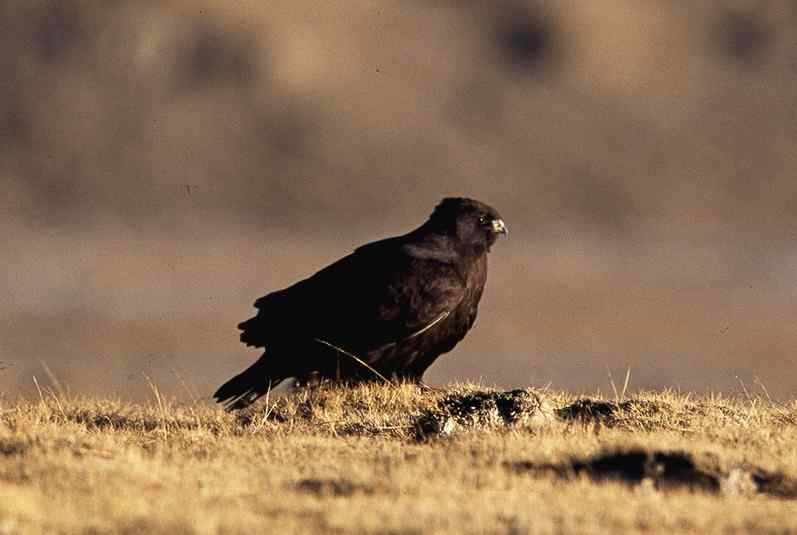 云南猛禽的识别——鵟，鵟鹰，鸢和鹗（二）