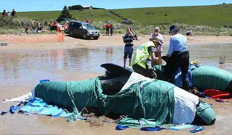 150头巨头鲸在澳大利亚海岸搁浅死亡血染海滩 150头巨头鲸在澳大利亚海岸搁浅死亡血染海滩