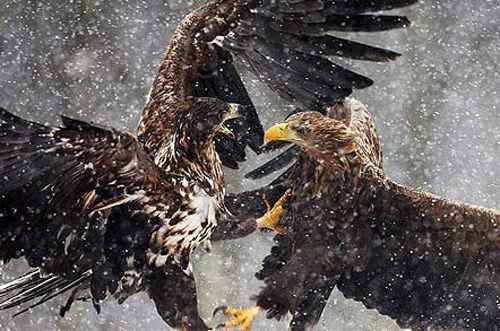 2008年度野外生态摄影大赛获奖作品 2008年度野外生态摄影大赛获奖作品