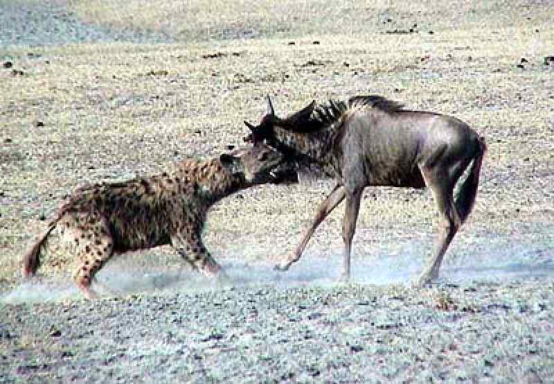 动物咬合力排行:鳄鱼攻击力不如老虎猎豹