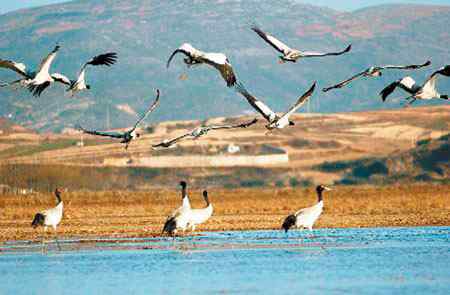 青海省省鸟黑颈鹤