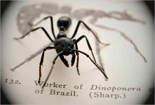 美刊精彩图片揭秘奇妙蚂蚁王国