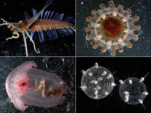 西里伯斯海发现大量奇特海洋生物