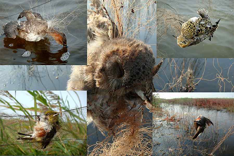 天津北大港水库湿地 候鸟家园成坟墓（爱鸟人士的战斗日记）