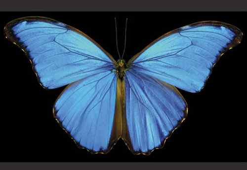 美刊评出八大最美蝴蝶枯叶蝶化身落叶