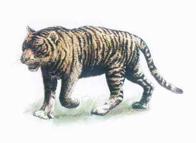 19、20世纪灭绝的动物