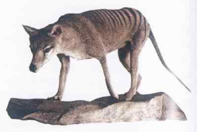 19、20世纪灭绝的动物