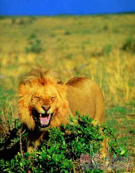 虎和狮子到底谁是万兽之王？
