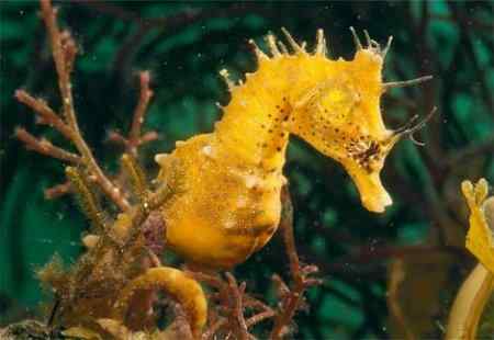 动物世界十大匪夷所思的交配性爱方式