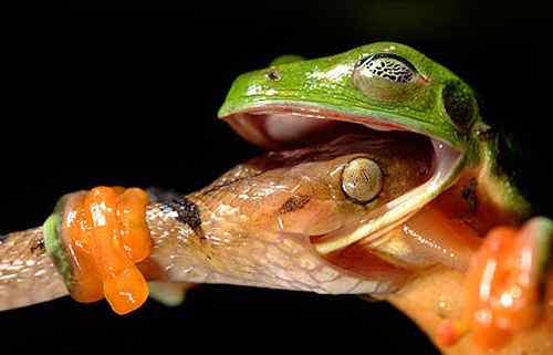 2008年度野外生态摄影大赛获奖作品 2008年度野外生态摄影大赛获奖作品