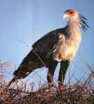 隼形目猛禽的分类