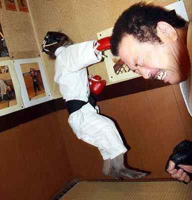 英国《每日电讯报》选出2008年度动物图片