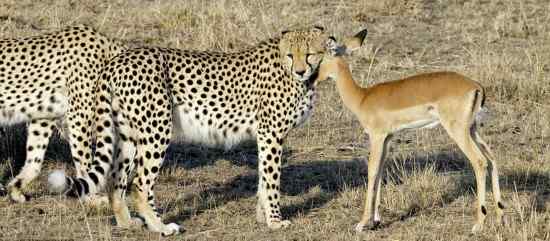 三猎豹抓住小羚羊后竟一同玩耍