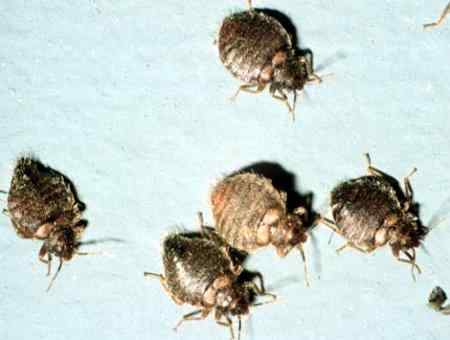 动物世界十大匪夷所思的交配性爱方式