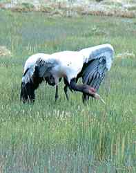 小黑颈鹤诞生了——一位野生动物保护者拍到的珍贵照片