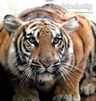中国虎类-孟加拉虎
