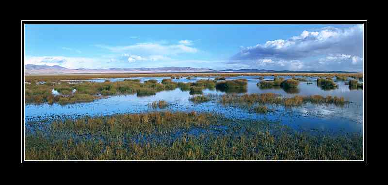 黑颈鹤主要繁殖地之一四川若而盖国家级自然保护区