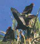 隼形目猛禽的分类