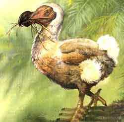 19、20世纪灭绝的动物