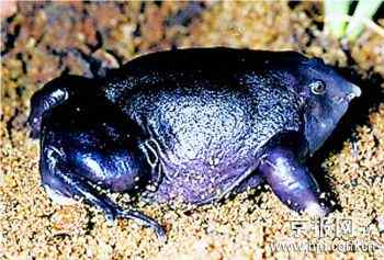 十大濒危两栖动物排行榜——娃娃鱼最长寿最奇特最濒危