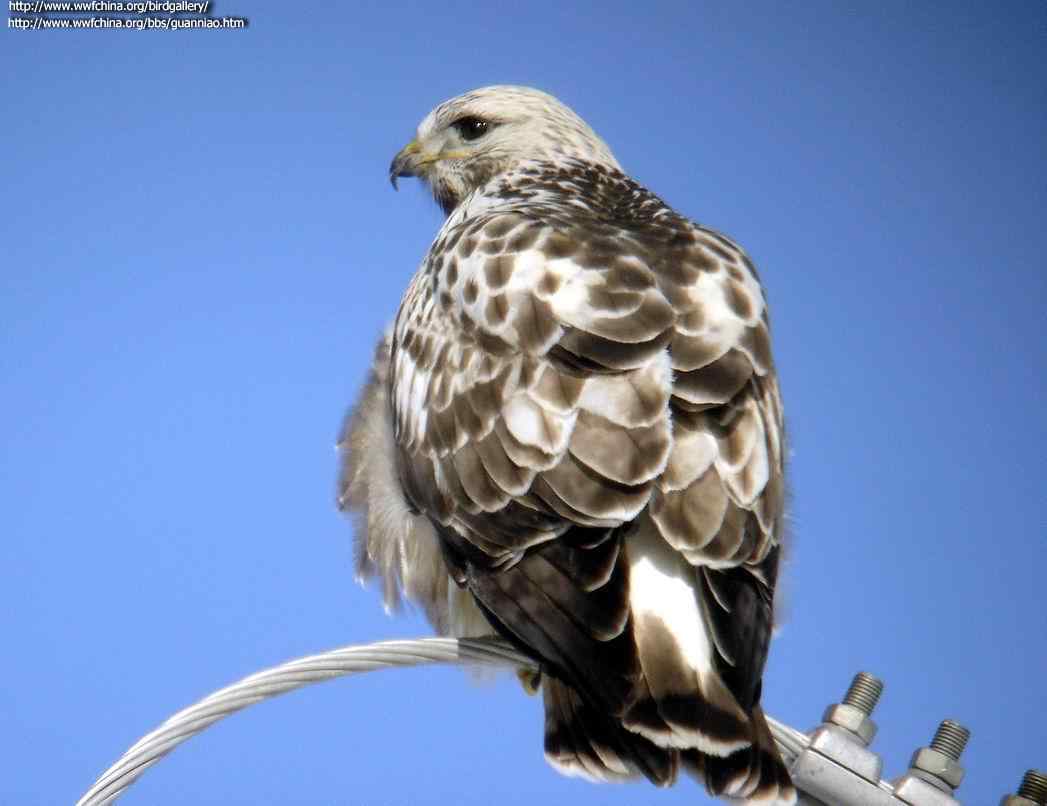 云南猛禽的识别——鵟，鵟鹰，鸢和鹗（二）