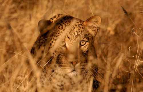 2009《国家地理》摄影大赛揭晓:加拿大萤火虫派对 2009《国家地理》摄影大赛揭晓:加拿大萤火虫派对