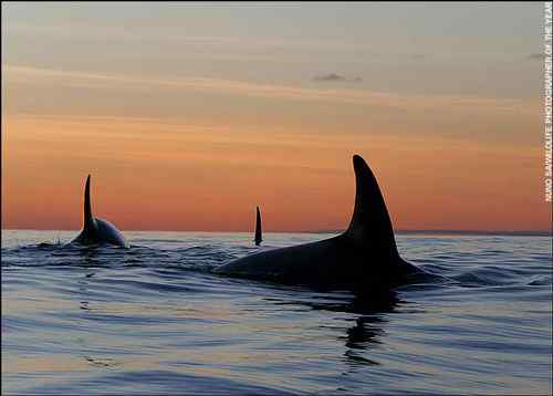 2008年度野外生态摄影大赛获奖作品 2008年度野外生态摄影大赛获奖作品