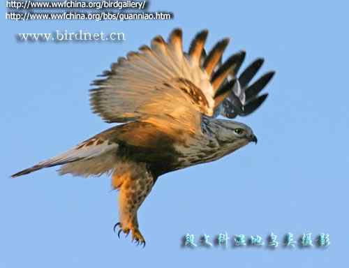 云南猛禽的识别第二编——鵟