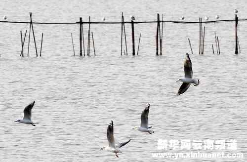 “春城”昆明连续23年迎来越冬红嘴鸥