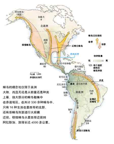 世界上最小的鸟类——蜂鸟