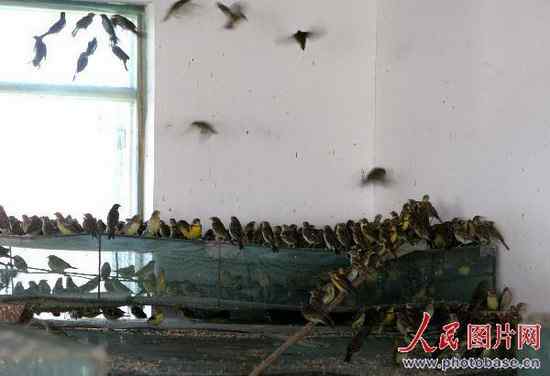 秦皇岛放飞3万多只获救野生鸟类