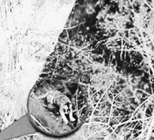 华南虎录像造假始末：景区为揽客精心策划