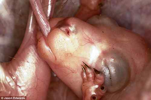 科学家拍摄小袋鼠育儿袋内吃奶照片