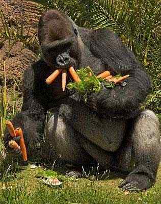 英国《每日电讯报》选出2008年度动物图片