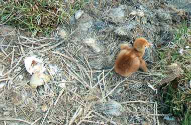 小黑颈鹤诞生了——一位野生动物保护者拍到的珍贵照片