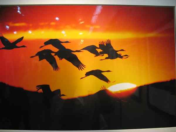 云南昭通黑颈鹤摄影展开幕式暨“中国黑颈鹤之乡”授牌仪式在昆明举行