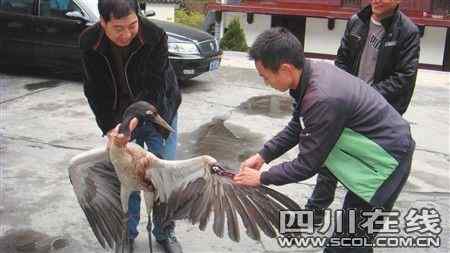 “截翅”手术抢救受伤黑颈鹤