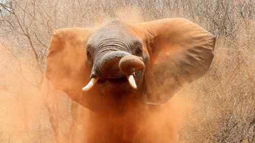 2009《国家地理》摄影大赛揭晓:加拿大萤火虫派对 2009《国家地理》摄影大赛揭晓:加拿大萤火虫派对