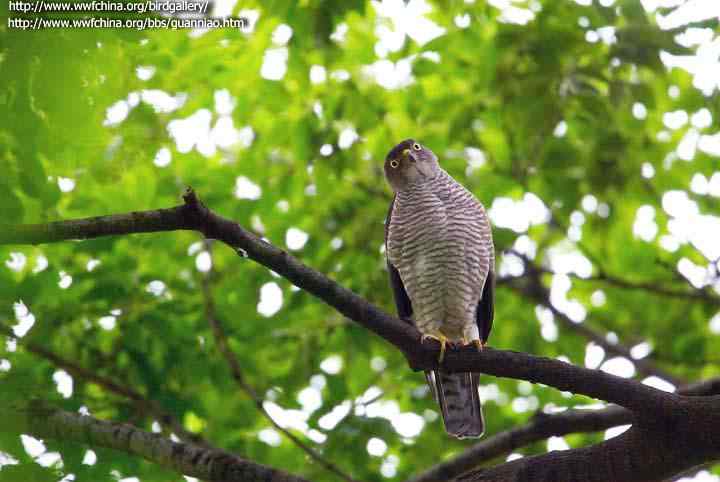 云南猛禽识别——鹰，鹞，黑翅鸢（二）