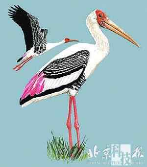 生物灭绝加速上世纪中国灭绝10种野生动物(图)