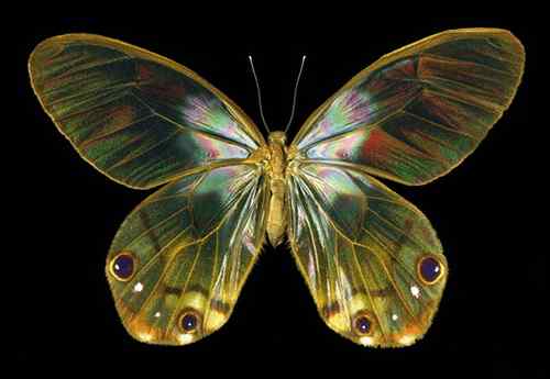 美刊评出八大最美蝴蝶枯叶蝶化身落叶