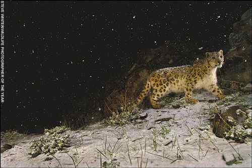 2008年度野外生态摄影大赛获奖作品